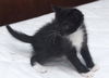 Amelia the Adventurous Tuxedo Kitten