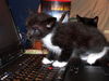 Amelia the Adventurous Tuxedo Kitten