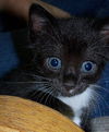 Amelia the Adventurous Tuxedo Kitten