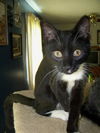 Amelia the Adventurous Tuxedo Kitten