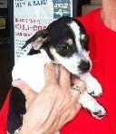 Wadsworth the Jack Russell Puppy