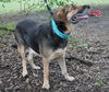 Trip the Calm Shepard
