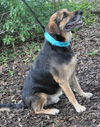 Trip the Calm Shepard