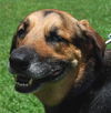Trip the Calm Shepard