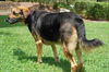 Trip the Calm Shepard