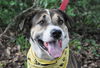 Sam the Senior Lab Mix
