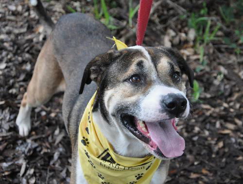 Sam the Senior Lab Mix