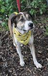 Sam the Senior Lab Mix