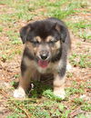 Kali the Husky Puppy