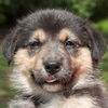 Kali the Husky Puppy