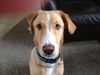 Kurt the Lab/Husky