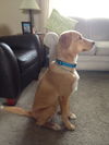 Kurt the Lab/Husky