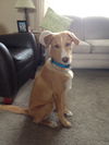 Kurt the Lab/Husky