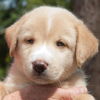 Kurt the Lab/Husky