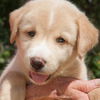 Kurt the Lab/Husky