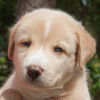 Kurt the Lab/Husky