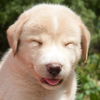 Kurt the Lab/Husky