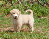 Kurt the Lab/Husky