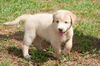 Kurt the Lab/Husky