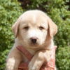 Kurt the Lab/Husky