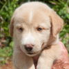 Kurt the Lab/Husky