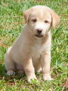 Kurt the Lab/Husky