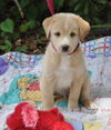 Kurt the Lab/Husky