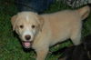 Kurt the Lab/Husky