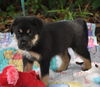 Collin the Huskey Puppy