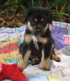 Collin the Huskey Puppy