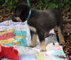 Collin the Huskey Puppy
