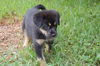 Collin the Huskey Puppy