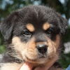 Gummie the Husky Puppy