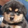 Gummie the Husky Puppy