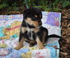 Gummie the Husky Puppy
