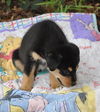 Gummie the Husky Puppy