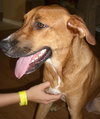 Kilah the Shepard/Lab