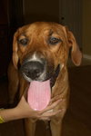 Kilah the Shepard/Lab