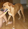 Kilah the Shepard/Lab