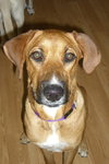 Kilah the Shepard/Lab