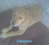 Sampson