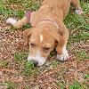 Inga the Bulldog Puppy