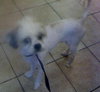 Hercules the Shih Tzu