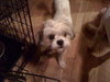 Hercules the Shih Tzu