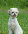 Hercules the Shih Tzu