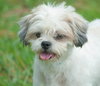 Hercules the Shih Tzu