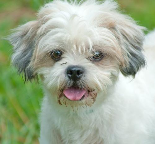 Hercules the Shih Tzu