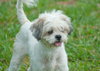 Hercules the Shih Tzu