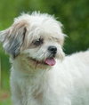 Hercules the Shih Tzu