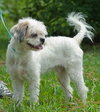 Hercules the Shih Tzu